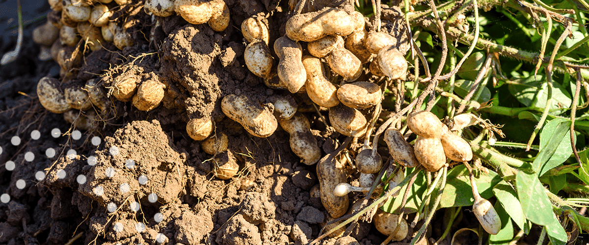 Peanuts recently dug from a field treated with TIMAC AGRO technologies in Georgia, USA.