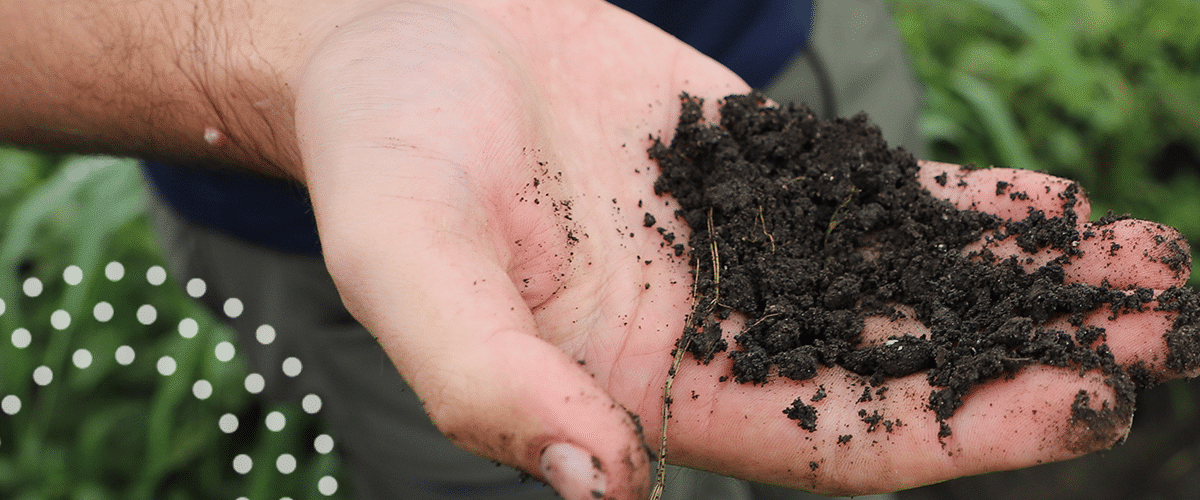 Nourished soil in the hand of a TIMAC AGRO Field Representative.