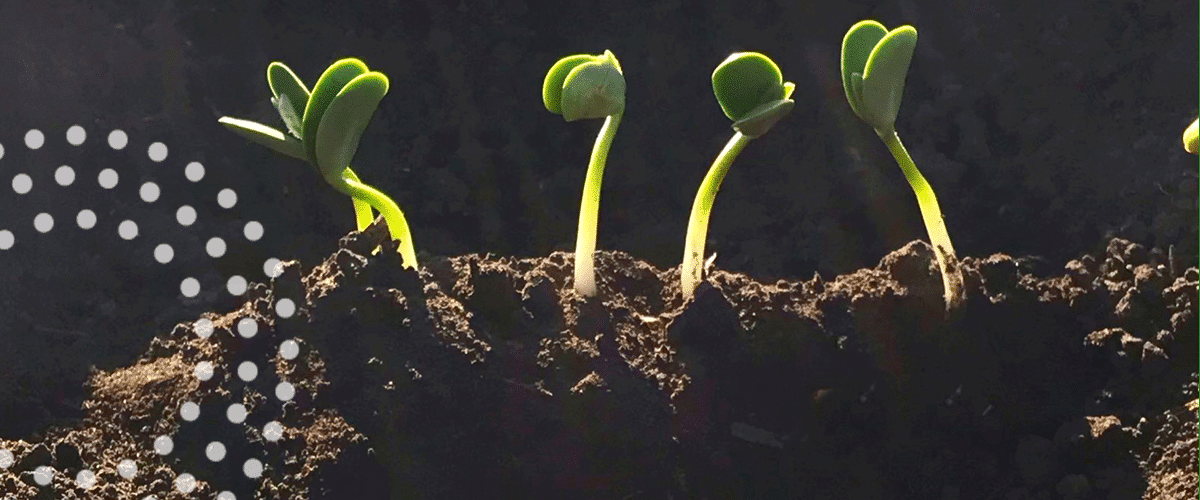 Plants emerging from soil.
