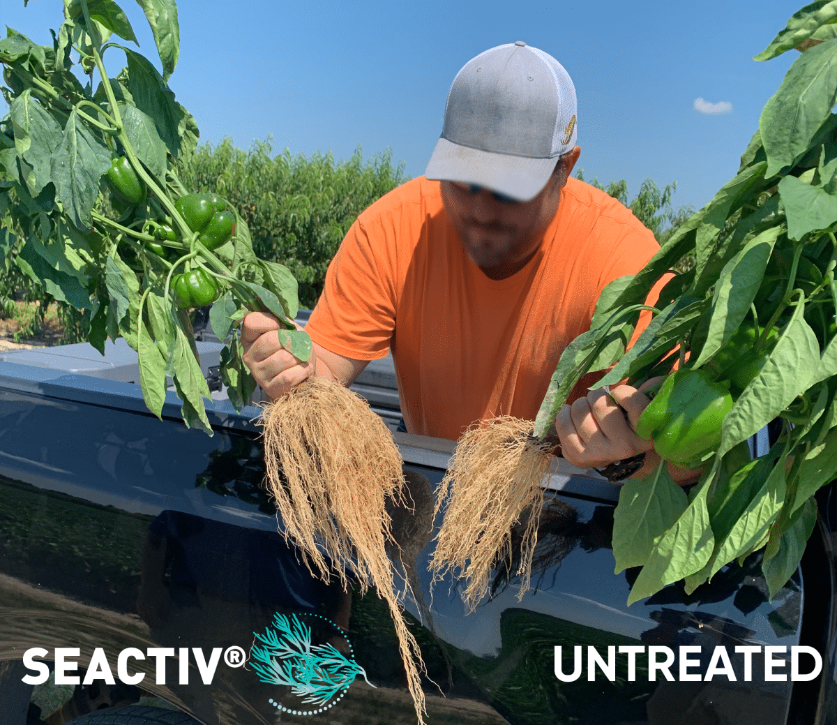 seactiv-pepper-roots-comparison