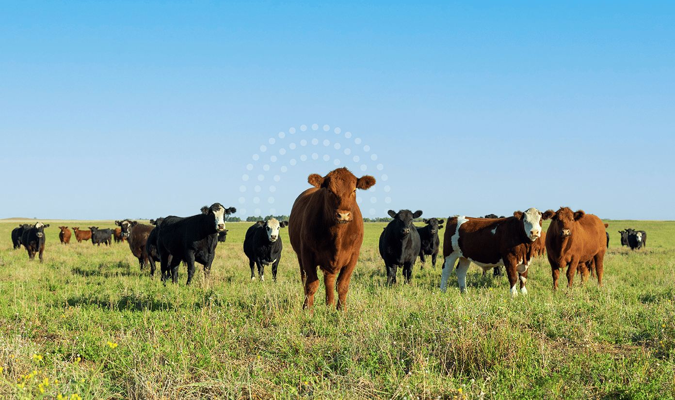 Cows in the field.