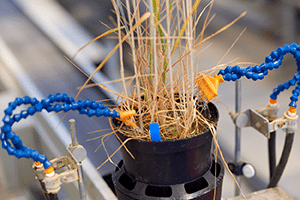 Robot treating wheat plant in CMI greenhouse