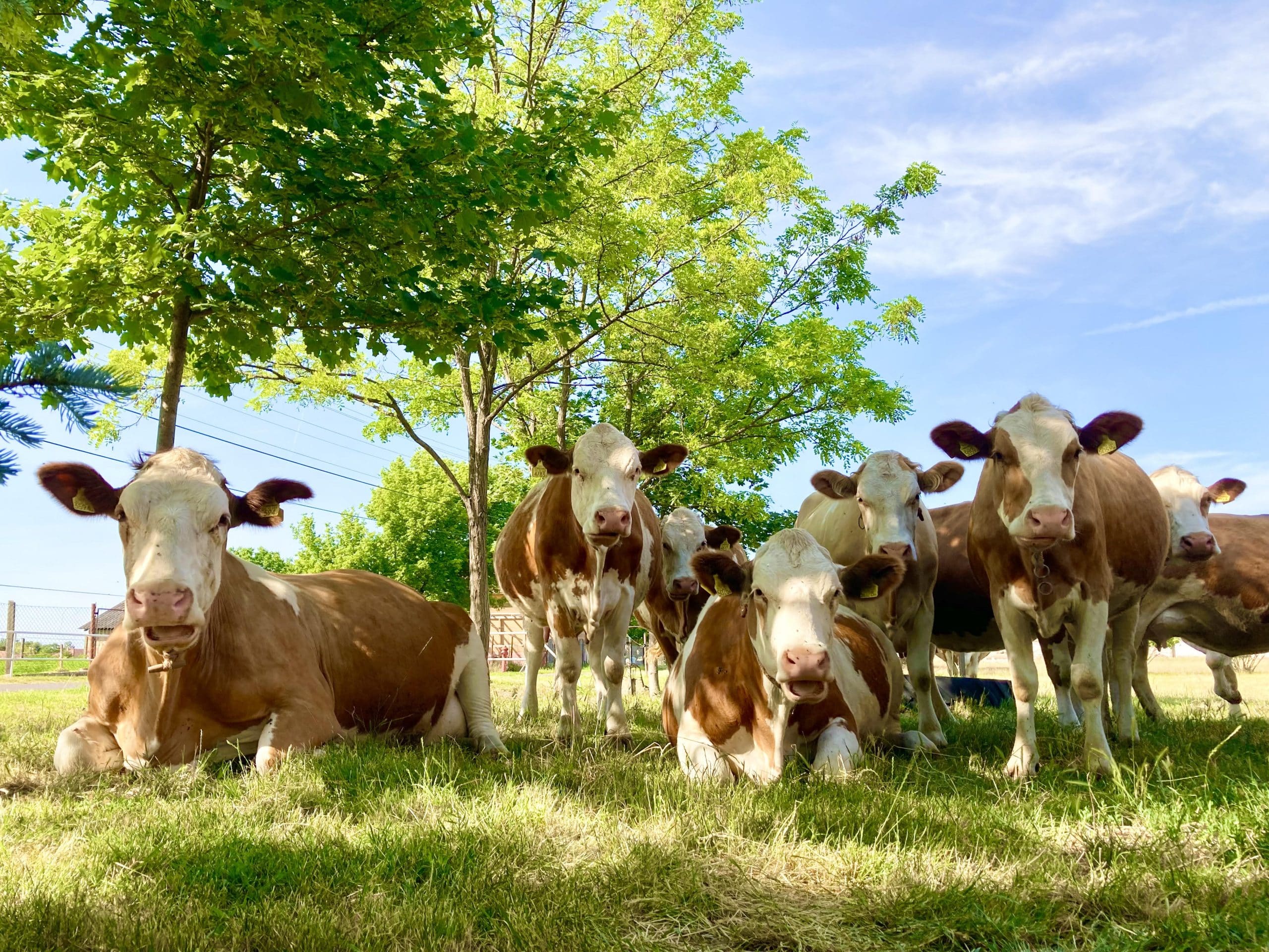 Cows-in-field