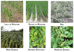 Types of Abiotic Stress