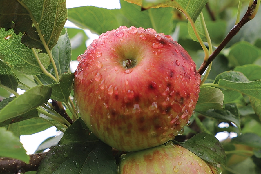 Calcium defficient apple