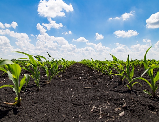 Early establishment and stand count in corn