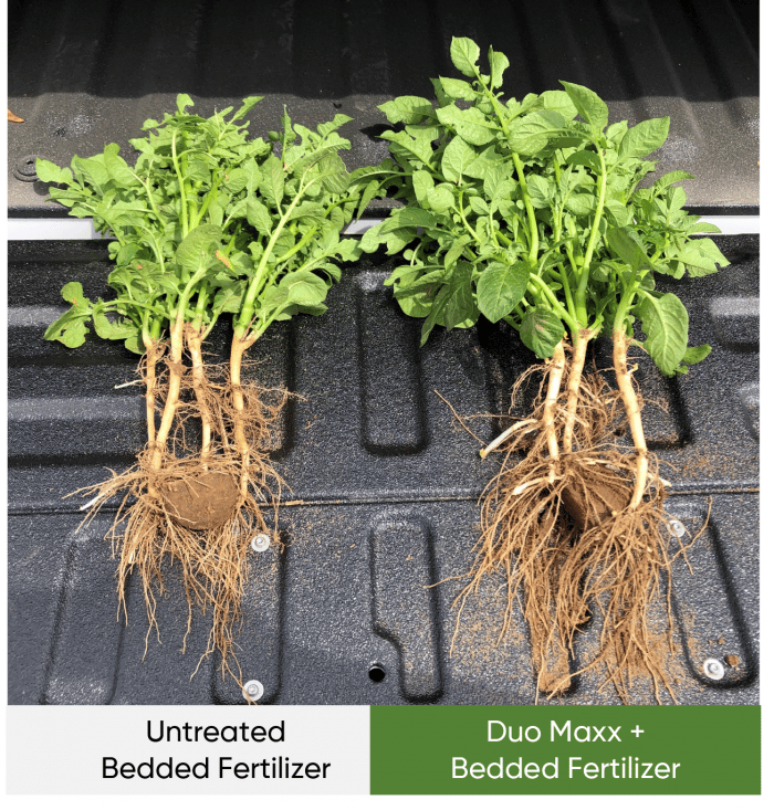 Potato - Duo Maxx Trial