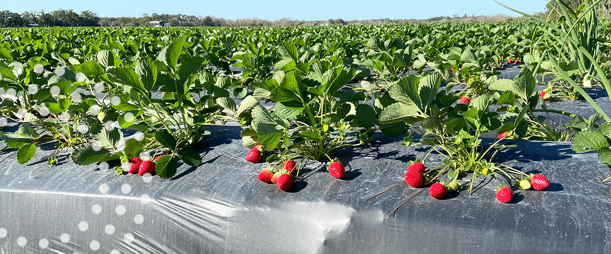 Strawberry Field in Plant City, Florida