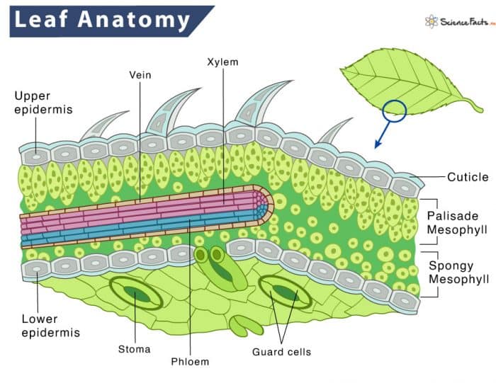 Leaf Anatomy