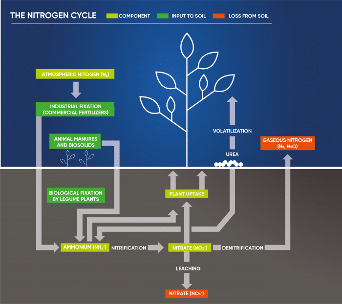 Nitrogen Cycle