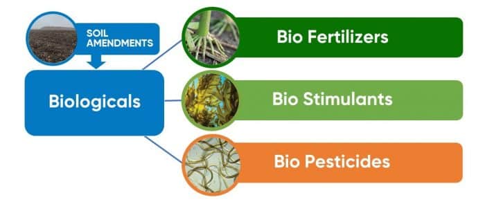 Biological categories