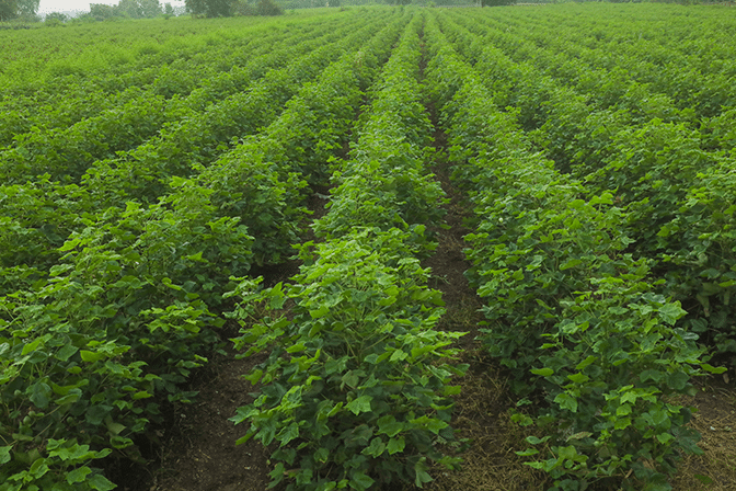 Cotton field before fruit and defoliation