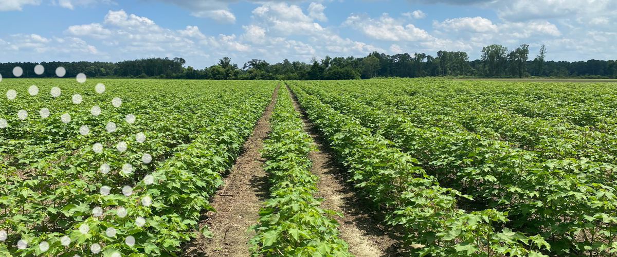 Enhancing Cotton Yield and Quality: Understanding the Role of Plant Growth Regulators