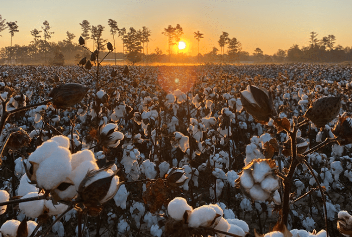 Sunset at cotton field