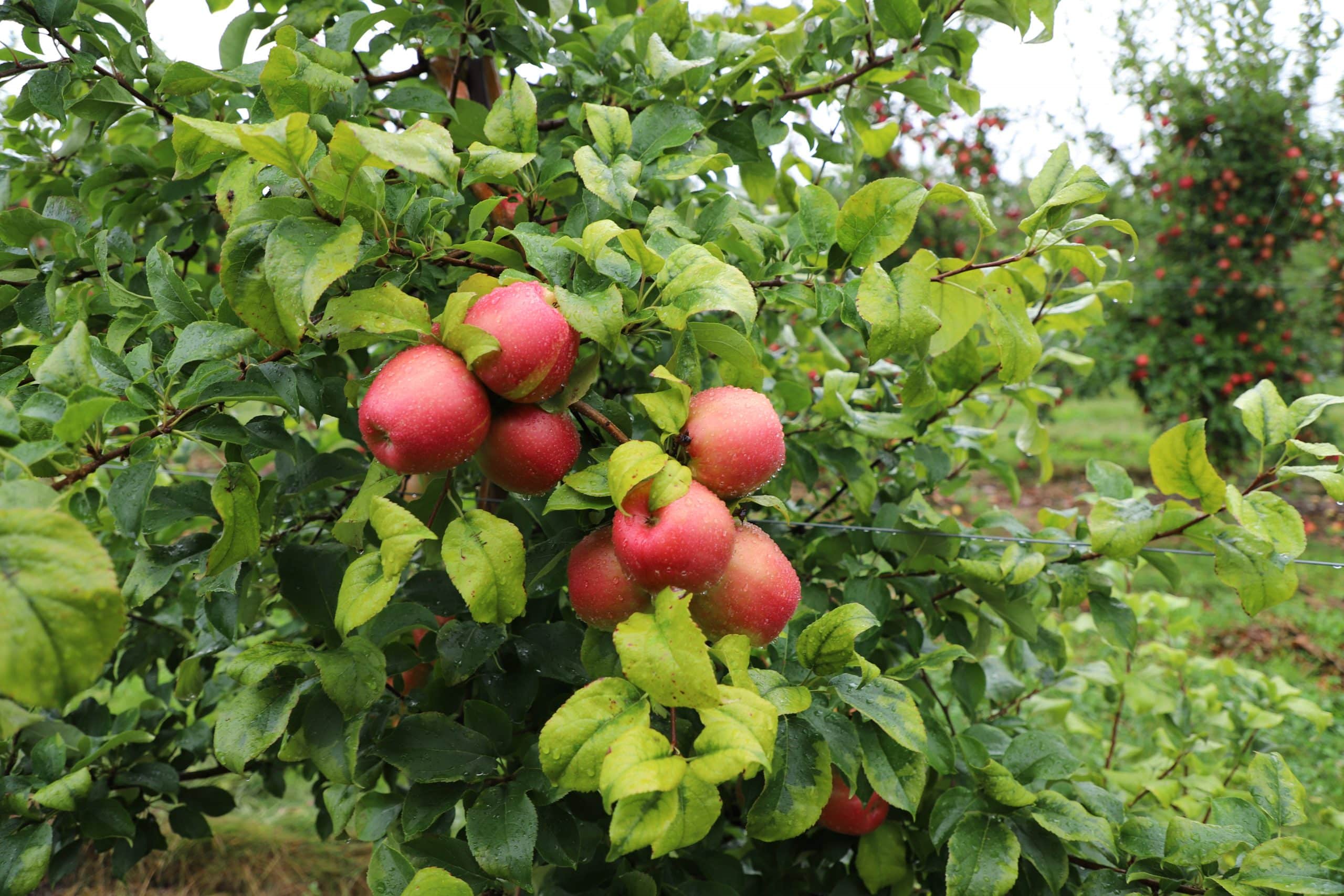 Red Apples on Tree