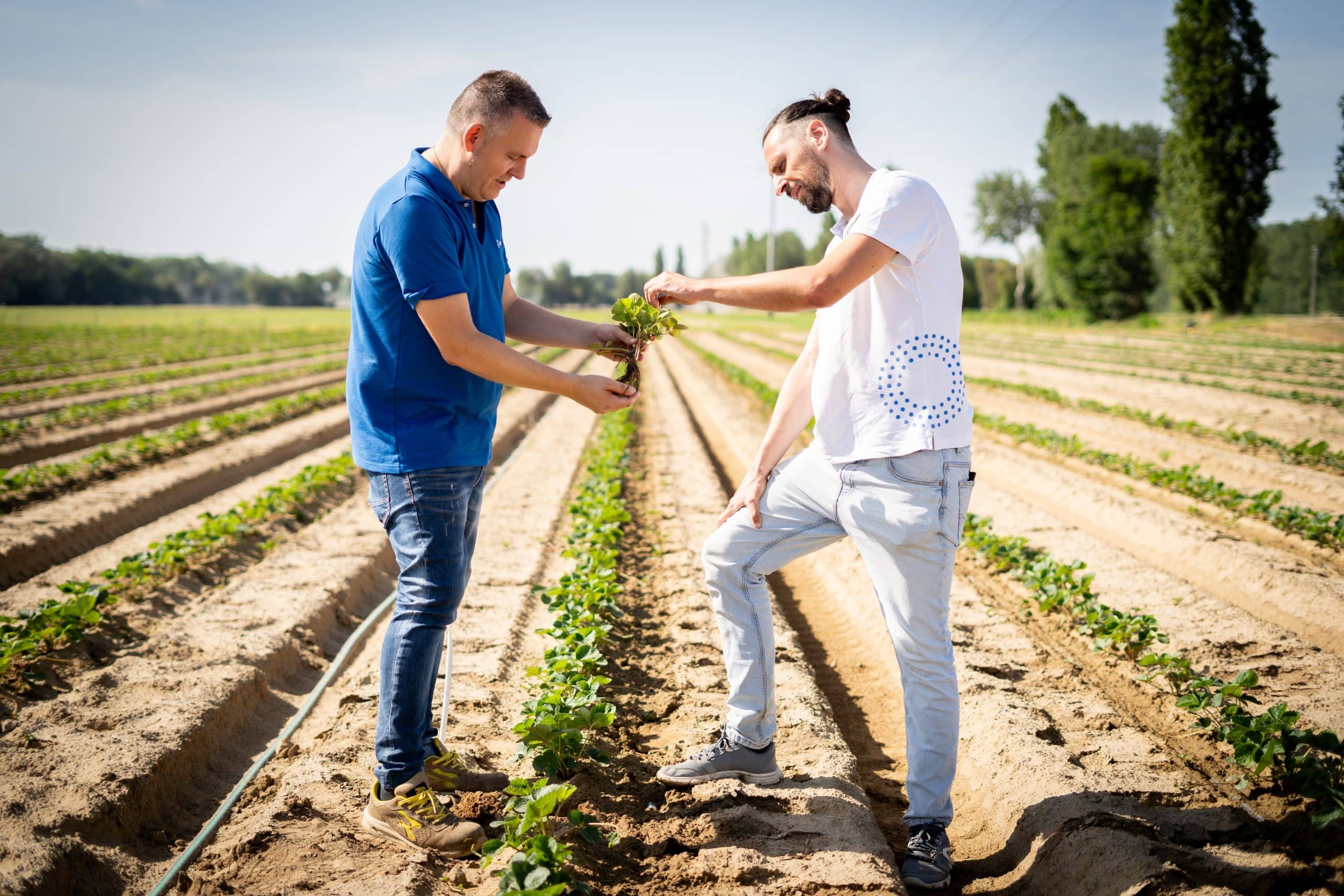 A TIMAC field rep and customer inspecting a plant in a field.